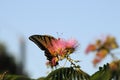 Swallowtail butterfly feeding on Mimosa bloom Royalty Free Stock Photo