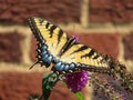 Swallowtail Butterfly Feeding on the Purple Flower in September Royalty Free Stock Photo