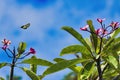 Swallowtail butterfly in flight over a plumeria tree. Royalty Free Stock Photo