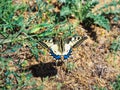 A swallowtail butterfly in flight over the surface of the earth Royalty Free Stock Photo