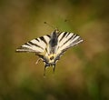 Swallowtail butterfly in flight Royalty Free Stock Photo