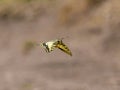 A Swallowtail butterfly in flight on a sunny day Royalty Free Stock Photo