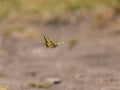 A Swallowtail butterfly in flight on a sunny day Royalty Free Stock Photo