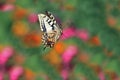 Swallowtail butterfly flitting above flowers on a bright summer meadow