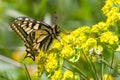 Swallowtail butterfly