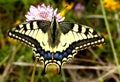 Swallowtail butterfly on a flower