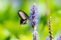 Swallowtail butterfly on flower