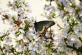 Swallowtail butterfly on the flowering branch of cherry in spring