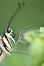 Swallowtail butterfly Royalty Free Stock Photo