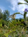 A Swallowtail butterfly in a meadow