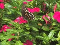 Swallowtail butterfly on hot pink flowers