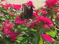 Swallowtail butterfly on hot pink flowers