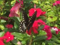 Swallowtail butterfly on hot pink flowers