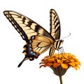 Swallowtail butterfly isolated on transparent white background, beautiful swallowtail butterfly standing on a flower over white Royalty Free Stock Photo