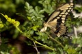 Swallowtail butterfly laying eggs on bush Royalty Free Stock Photo