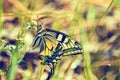 Swallowtail butterfly. Macro photo of a black and yellow insect in the wild. Butterfly wing close-up Royalty Free Stock Photo