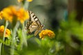 Swallowtail butterfly with marigold flower