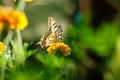 Swallowtail butterfly with marigold flower