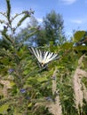 A Swallowtail butterfly in a meadow