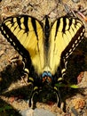 Swallowtail Butterfly nature Incect spring art Royalty Free Stock Photo