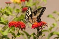 Swallowtail Butterfly on Orange Lantana