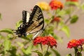 Swallowtail Butterfly on Orange Lantana