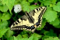 Swallowtail butterfly - Papilio machaon Royalty Free Stock Photo