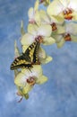 Swallowtail butterfly (papilio machaon) on a flower orchid Royalty Free Stock Photo