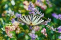 Swallowtail Butterfly (Papilio Machaon) Royalty Free Stock Photo