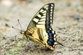 Swallowtail butterfly, Papilio machaon Royalty Free Stock Photo