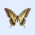 Swallowtail Butterfly - Papilio Machaon