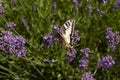 Swallowtail butterfly - Papilio rutulus feeding on nectar from Lavender flowers Lavandula, summer time in july. Blooming season.