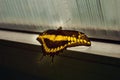 Swallowtail butterfly - Papilio thoas