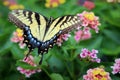 Swallowtail Butterfly Papilionidae on pretty Lantana Flower