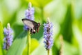 Swallowtail butterfly on flower