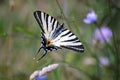 Swallowtail butterfly on a plant