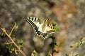 Swallowtail butterfly on a plant among stones - Papilio machaon, the Old World swallowtail Royalty Free Stock Photo