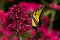 A Swallowtail butterfly pollinating in a vibrantly colorful Red Valerian garden Royalty Free Stock Photo