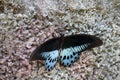 Swallowtail butterfly Polymnestor in January. India. the state of Kerala Royalty Free Stock Photo