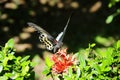 Swallowtail butterfly Polymnestor on West indian Jasmine Royalty Free Stock Photo