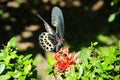 Swallowtail butterfly Polymnestor on West indian Jasmine Royalty Free Stock Photo