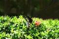 Swallowtail butterfly Polymnestor on West indian Jasmine Royalty Free Stock Photo