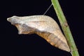 Swallowtail Butterfly Pupa 2 Royalty Free Stock Photo