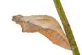 Swallowtail butterfly Pupa Royalty Free Stock Photo