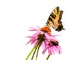 Swallowtail butterfly on purple cone flower isolated Royalty Free Stock Photo