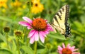 Swallowtail butterfly and Purple Coneflowers in native perennial garden