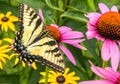 Swallowtail butterfly and Purple Coneflowers Royalty Free Stock Photo