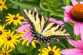 Swallowtail butterfly and Purple Coneflowers Royalty Free Stock Photo