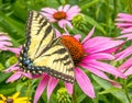 Swallowtail butterfly and Purple Coneflowers Royalty Free Stock Photo