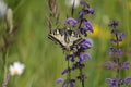 A swallowtail butterfly resting on purple flowers in nature Royalty Free Stock Photo